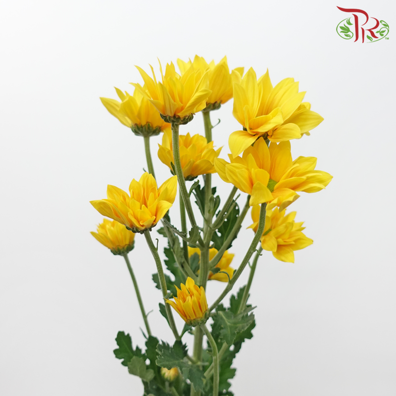 Chrysanthemum Pompom Cardenal - Sunny Yellow With Green Heart (12 Stems)-Gold With Green Heart-Malaysia-prflorist.com.my