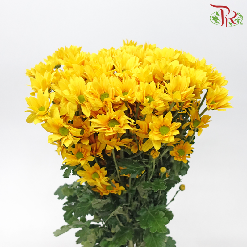 Chrysanthemum Pompom Cardenal - Sunny Yellow With Green Heart (12 Stems)-Gold With Green Heart-Malaysia-prflorist.com.my