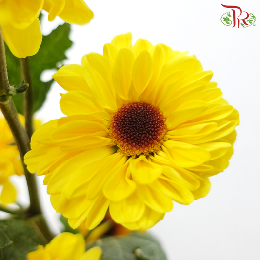 Chrysanthemum Pompom - Cat Eye (12 Stems)-Yellow-Malaysia-prflorist.com.my