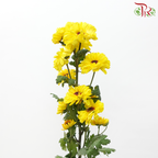 Chrysanthemum Pompom - Cat Eye (12 Stems)-Yellow-Malaysia-prflorist.com.my