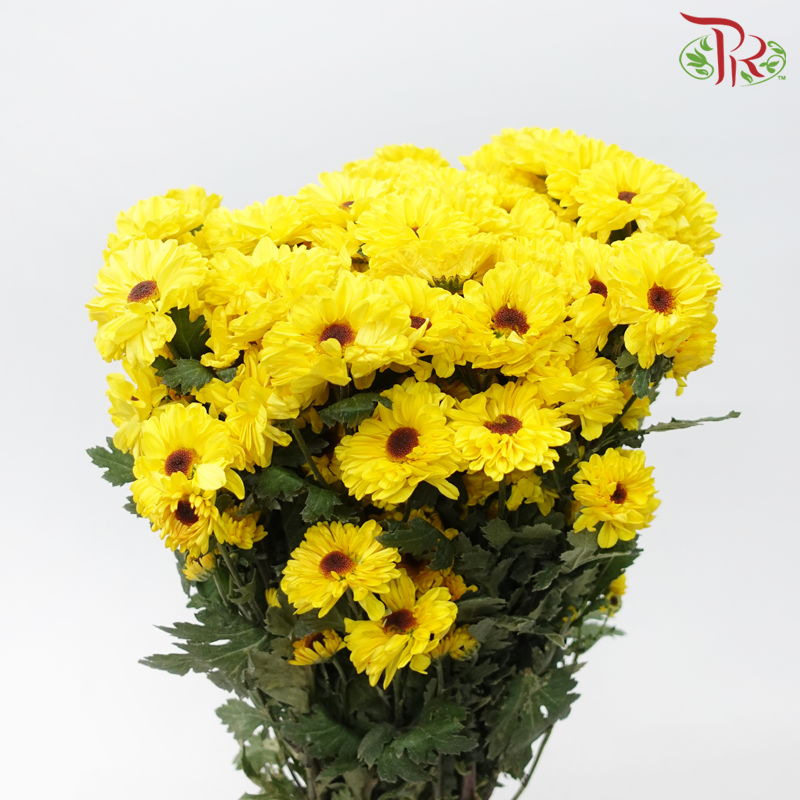 Chrysanthemum Pompom - Cat Eye (12 Stems)-Yellow-Malaysia-prflorist.com.my