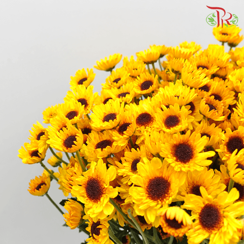 Chrysanthemum Pompom - Cat Eye (12 Stems)-Yellow-Malaysia-prflorist.com.my