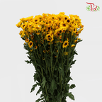 Chrysanthemum Pompom - Cat Eye (12 Stems)-Yellow-Malaysia-prflorist.com.my