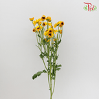 Chrysanthemum Pompom - Cat Eye (12 Stems)-Yellow-Malaysia-prflorist.com.my