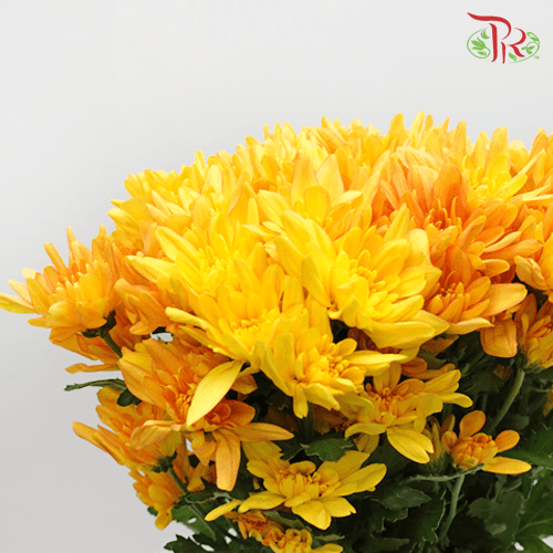 Chrysanthemum Pompom Chargall - Gold (12 Stems)-Yellow-Malaysia-prflorist.com.my