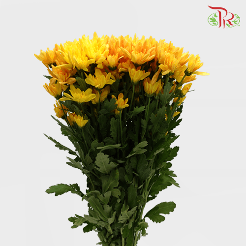 Chrysanthemum Pompom Chargall - Gold (12 Stems)-Yellow-Malaysia-prflorist.com.my