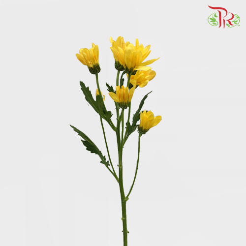 Chrysanthemum Pompom Chargall - Gold (12 Stems)-Yellow-Malaysia-prflorist.com.my