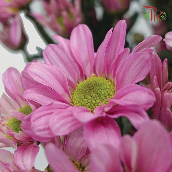 Chrysanthemum Pompom - Chelo Pink (12 Stems)-Pink-Malaysia-prflorist.com.my