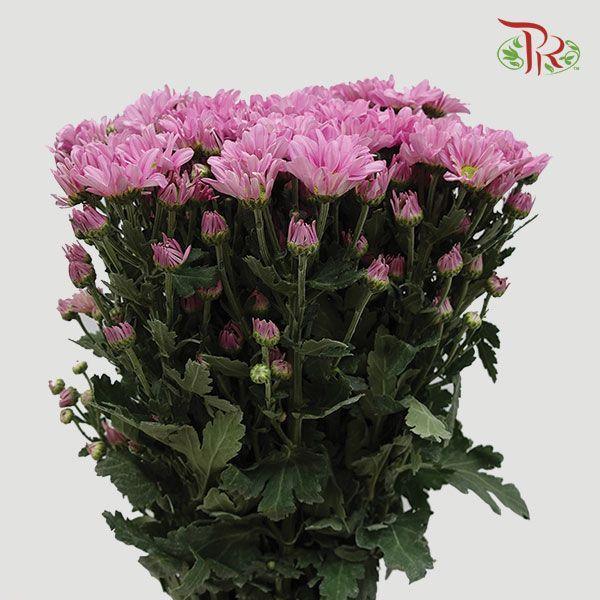Chrysanthemum Pompom - Chelo Pink (12 Stems)-Pink-Malaysia-prflorist.com.my