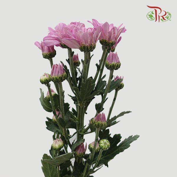 Chrysanthemum Pompom - Chelo Pink (12 Stems)-Pink-Malaysia-prflorist.com.my