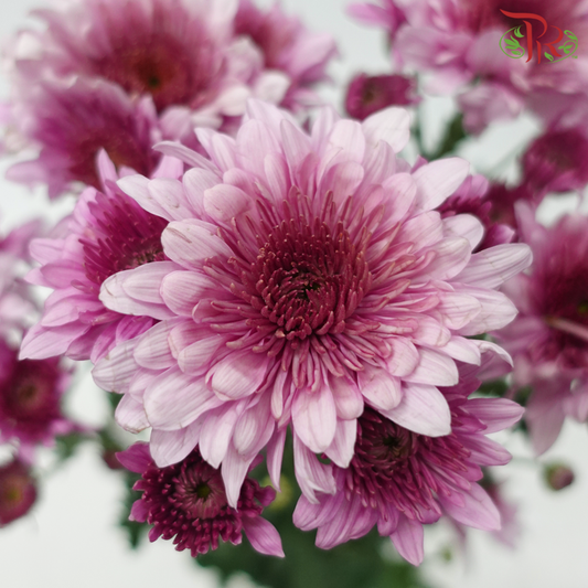 Chrysanthemum Pompom - Daisy Amiko Purple (12 Stems)-Purple-Malaysia-prflorist.com.my