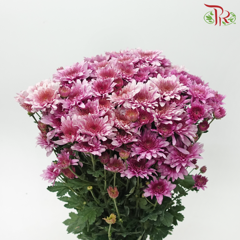 Chrysanthemum Pompom - Daisy Amiko Purple (12 Stems)-Purple-Malaysia-prflorist.com.my