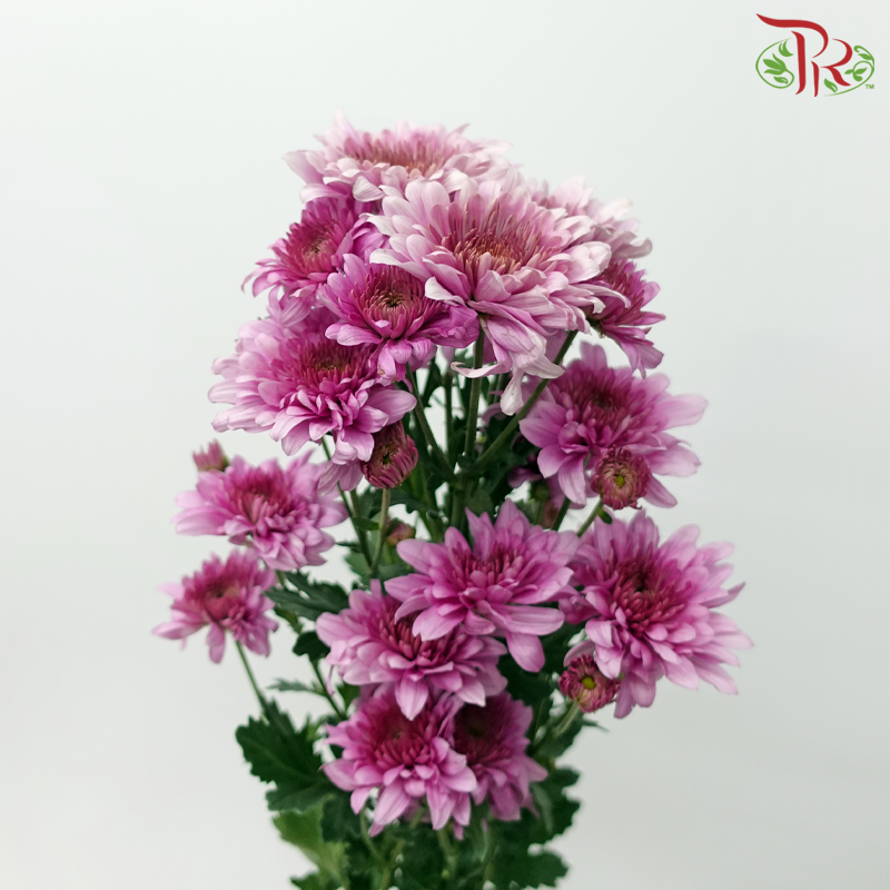 Chrysanthemum Pompom - Daisy Amiko Purple (12 Stems)-Purple-Malaysia-prflorist.com.my