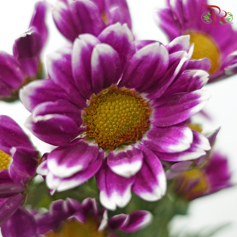 Chrysanthemum Pompom - Daisy Bicolor Purple (12 Stems)-Bicolor Purple-Malaysia-prflorist.com.my