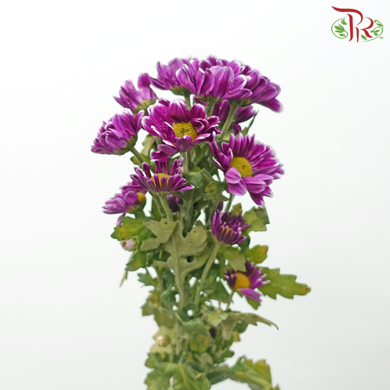 Chrysanthemum Pompom - Daisy Bicolor Purple (12 Stems)-Bicolor Purple-Malaysia-prflorist.com.my
