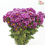 Chrysanthemum Pompom - Daisy Bicolor Purple (12 Stems)-Bicolor Purple-Malaysia-prflorist.com.my