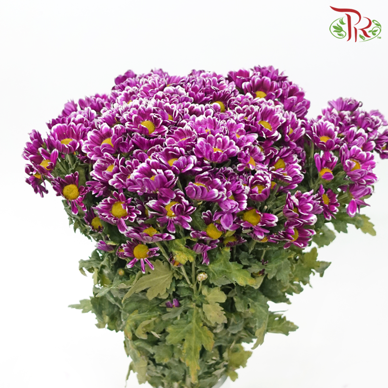 Chrysanthemum Pompom - Daisy Bicolor Purple (12 Stems)-Bicolor Purple-Malaysia-prflorist.com.my