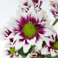 Chrysanthemum Pompom - Daisy Bicolor Purple & White (12 Stems)-Bicolor Purple & White-Malaysia-prflorist.com.my