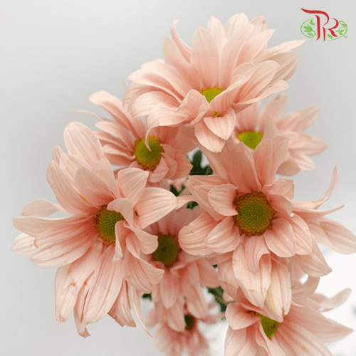 Chrysanthemum Pompom - Daisy Champagne (12 Stems)-Champagne-Malaysia-prflorist.com.my