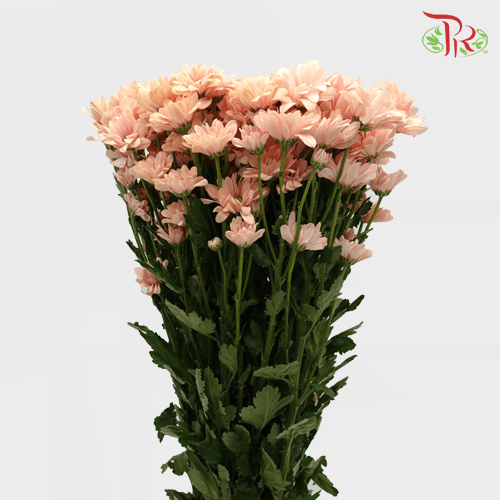 Chrysanthemum Pompom - Daisy Champagne (12 Stems)-Champagne-Malaysia-prflorist.com.my