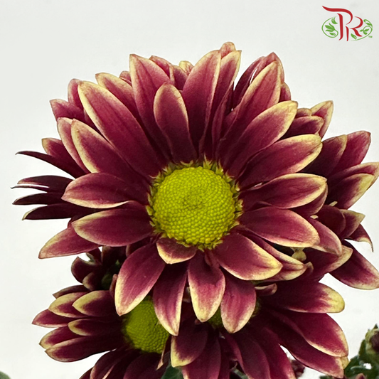 Chrysanthemum Pompom - Daisy Dark Red With Outline (12 Stems)-Dark Dark Red With Outline-Malaysia-prflorist.com.my