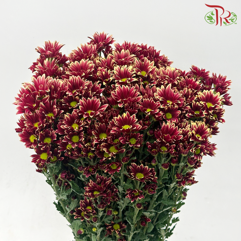 Chrysanthemum Pompom - Daisy Dark Red With Outline (12 Stems)-Dark Dark Red With Outline-Malaysia-prflorist.com.my