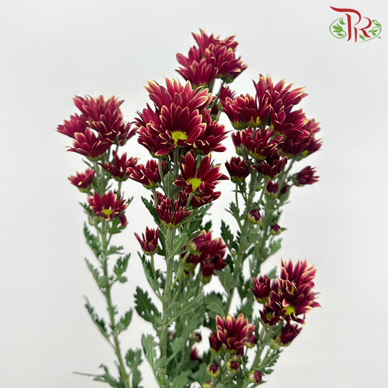 Chrysanthemum Pompom - Daisy Dark Red With Outline (12 Stems)-Dark Dark Red With Outline-Malaysia-prflorist.com.my