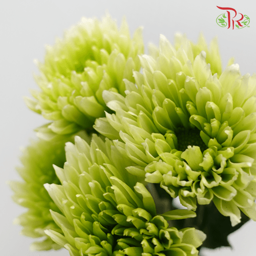 Chrysanthemum Pompom - Daisy Green (12 Stems)-Green-Malaysia-prflorist.com.my