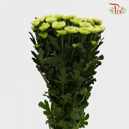 Chrysanthemum Pompom - Daisy Green (12 Stems)-Green-Malaysia-prflorist.com.my