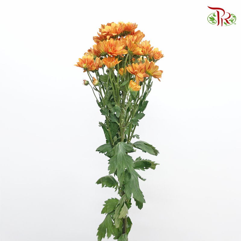 Chrysanthemum Pompom - Daisy Orange (12 Stems)-Orange-Malaysia-prflorist.com.my