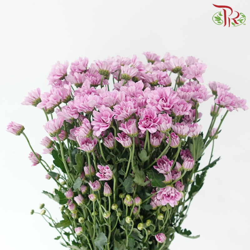 Chrysanthemum Pompom - Daisy Pink With Green Heart (12 Stems)-Pink-Malaysia-prflorist.com.my