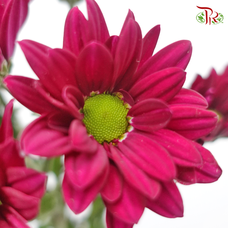 Chrysanthemum Pompom - Daisy Purple Green Heart (12 Stems)-Purple-Malaysia-prflorist.com.my