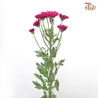 Chrysanthemum Pompom - Daisy Purple Green Heart (12 Stems)-Purple-Malaysia-prflorist.com.my