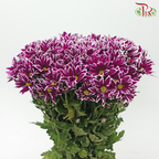 Chrysanthemum Pompom - Daisy Purple With Outline (12 Stems)-Purple-Malaysia-prflorist.com.my