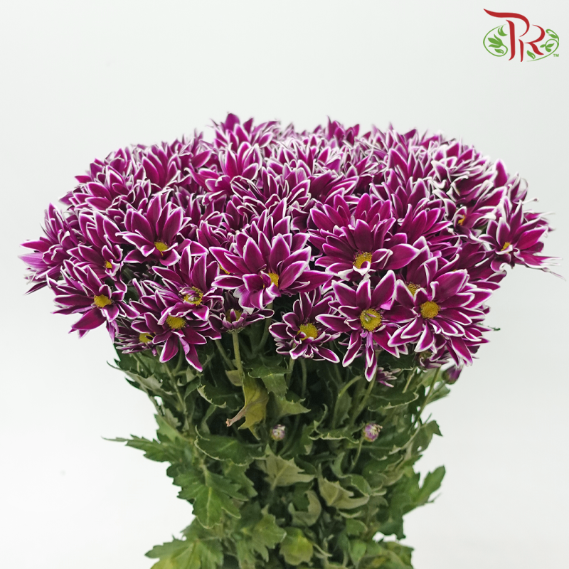 Chrysanthemum Pompom - Daisy Purple With Outline (12 Stems)-Purple-Malaysia-prflorist.com.my