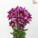 Chrysanthemum Pompom - Daisy Purple With Outline (12 Stems)-Purple-Malaysia-prflorist.com.my