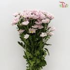Chrysanthemum Pompom - Daisy Tiger Pink (12 Stems)-Pink-Malaysia-prflorist.com.my
