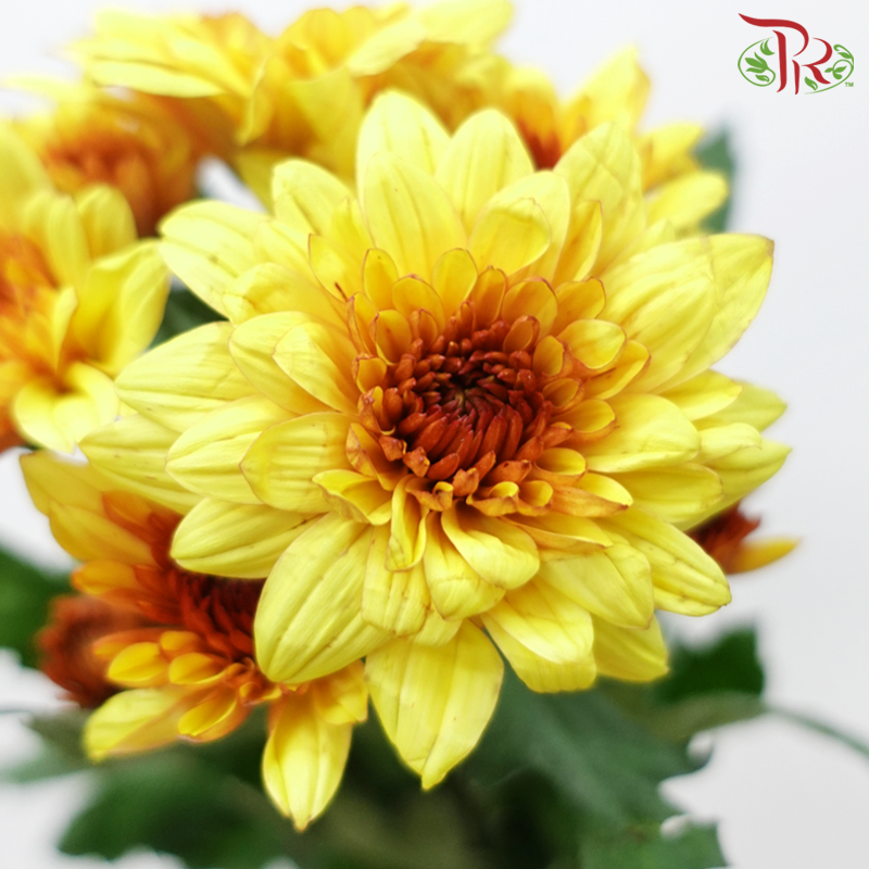 Chrysanthemum Pompom - Double Tone Yellow Brown (12 Stems)-Double Tone Yellow Brown-Malaysia-prflorist.com.my