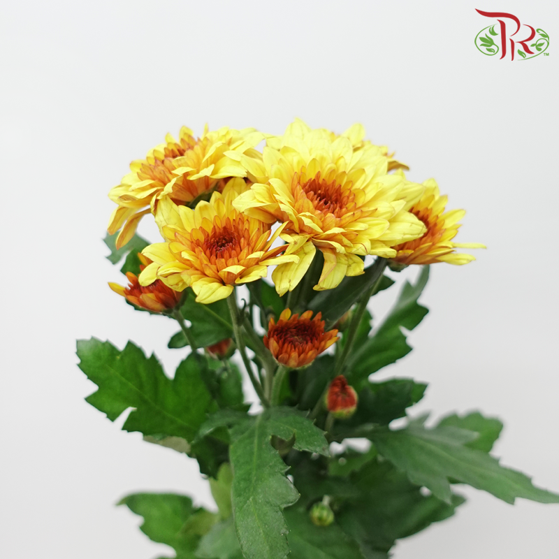 Chrysanthemum Pompom - Double Tone Yellow Brown (12 Stems)-Double Tone Yellow Brown-Malaysia-prflorist.com.my