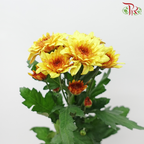 Chrysanthemum Pompom - Double Tone Yellow Brown (12 Stems)-Double Tone Yellow Brown-Malaysia-prflorist.com.my