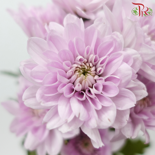 Chrysanthemum Pompom Kalimba - Light Pink (12 Stems)-Light Pink-Malaysia-prflorist.com.my