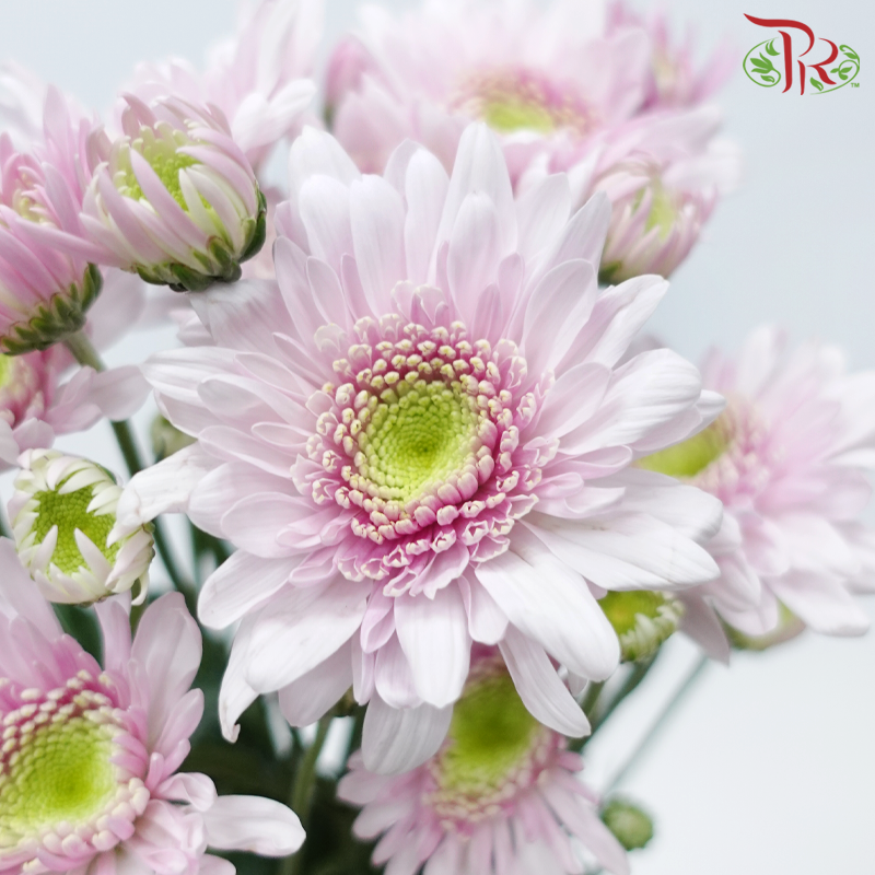 Chrysanthemum Pompom - Light Pink With Green Heart (12 Stems)-Pink-Malaysia-prflorist.com.my