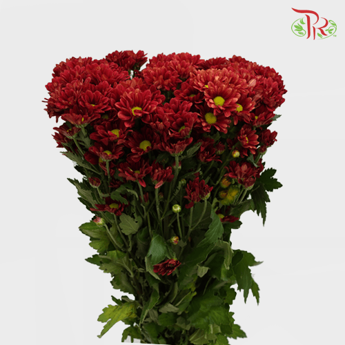Chrysanthemum Pompom - Mexicano Red (12 Stems)-Red-Malaysia-prflorist.com.my