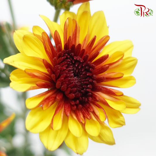 Chrysanthemum Pompom - Orange With Red Heart (12 Stems)-Orange Red-Malaysia-prflorist.com.my