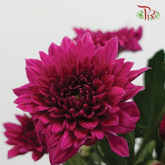 Chrysanthemum Pompom - Purple (12 Stems)-Purple-Malaysia-prflorist.com.my