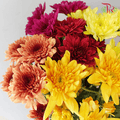 Chrysanthemum Pompom - Random Mix (7 Stems)-Malaysia-prflorist.com.my