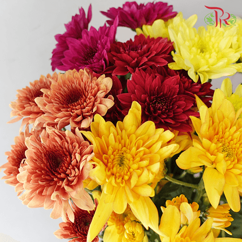 Chrysanthemum Pompom - Random Mix (7 Stems)-Malaysia-prflorist.com.my