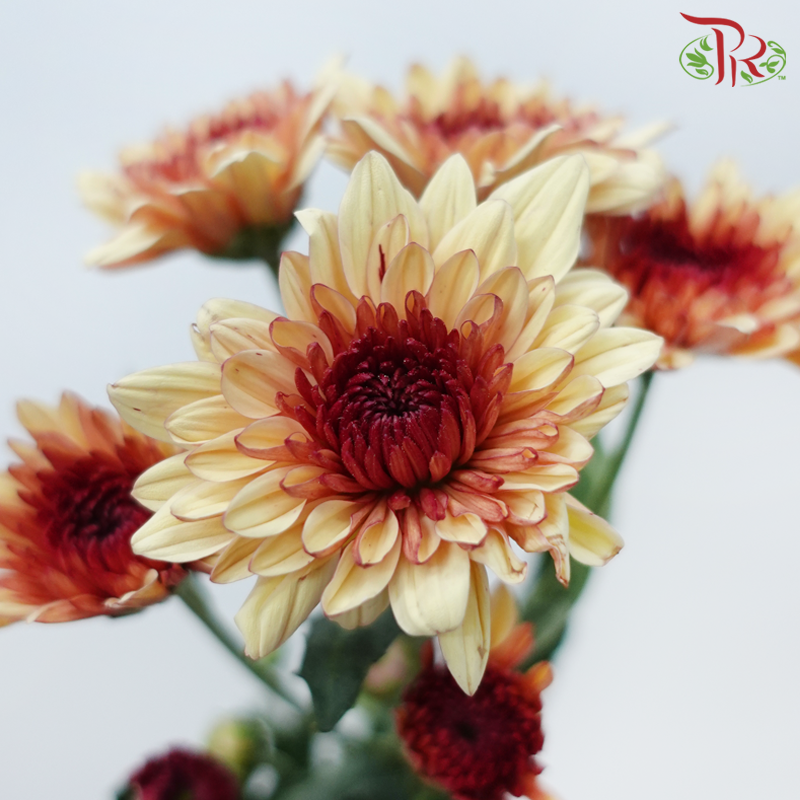 Chrysanthemum Pompom - Salmon (12 Stems)-Salmon-Malaysia-prflorist.com.my