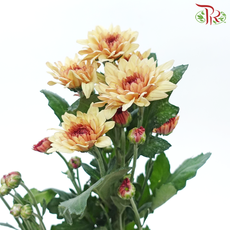 Chrysanthemum Pompom - Salmon (12 Stems)-Salmon-Malaysia-prflorist.com.my