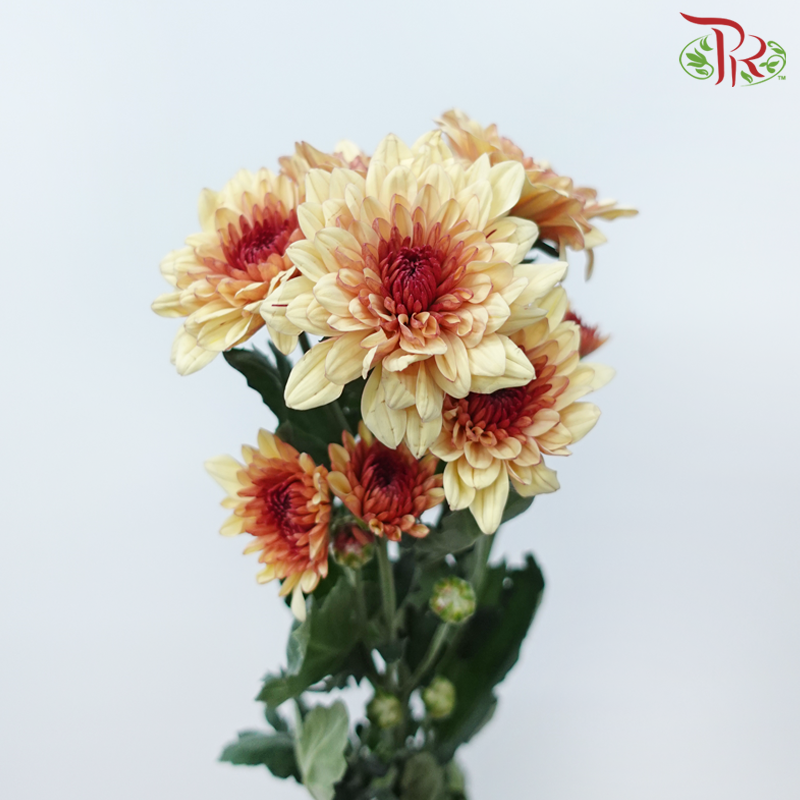 Chrysanthemum Pompom - Salmon (12 Stems)-Salmon-Malaysia-prflorist.com.my